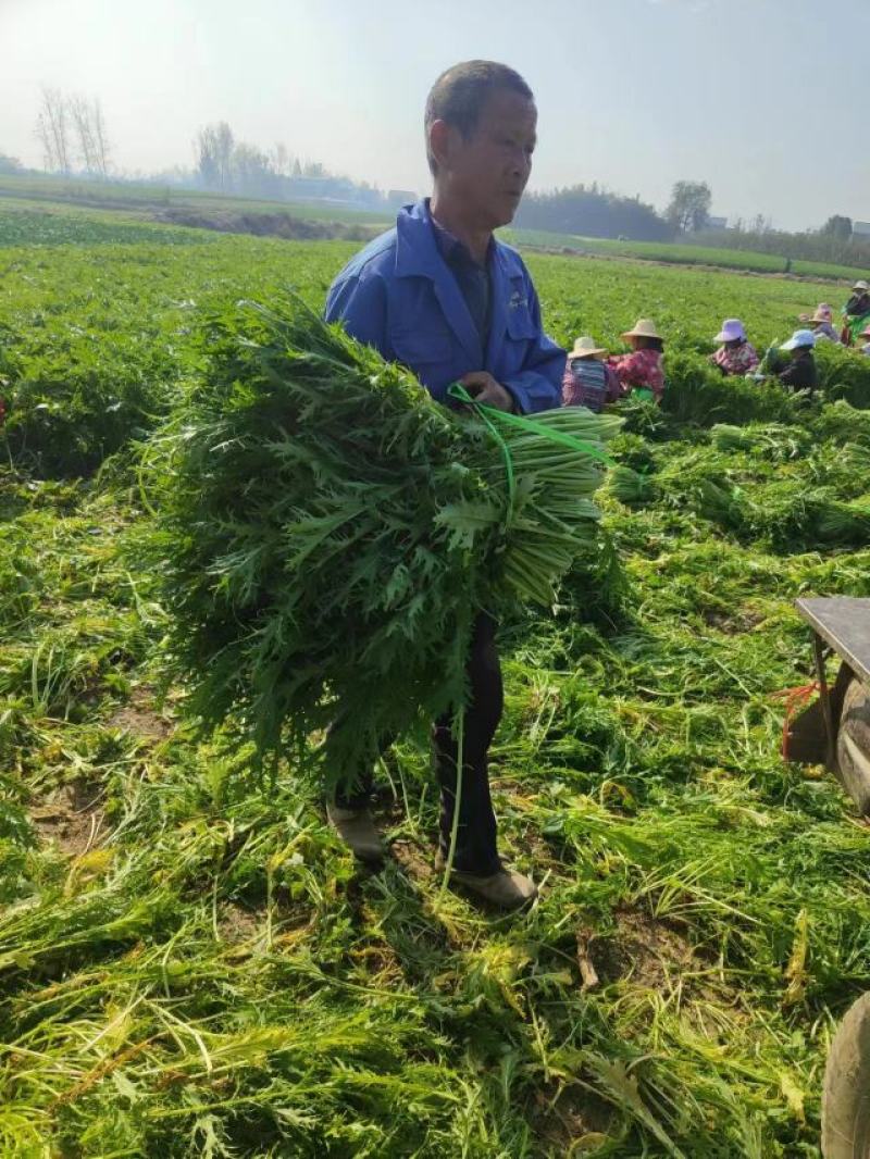 雪里红市场，电商，工厂大量供应，物美价廉