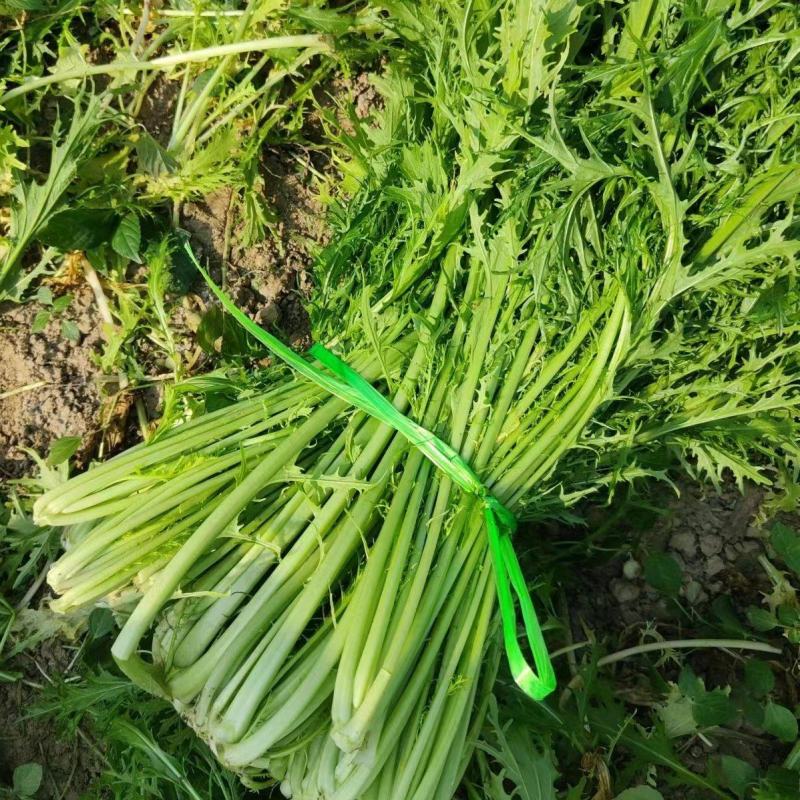 雪里红市场，电商，工厂大量供应，物美价廉