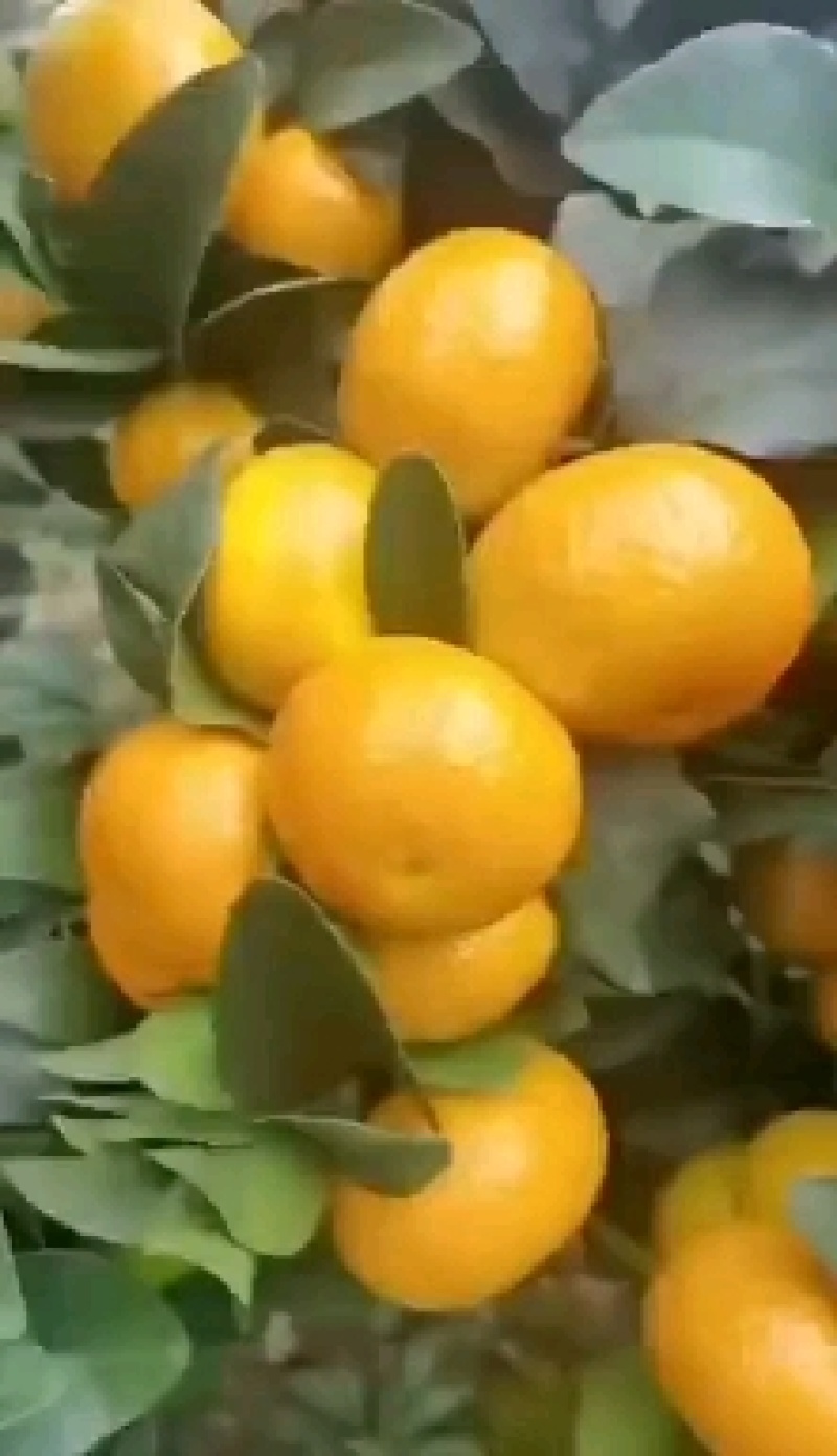 陕西城固高山，小叶蜜橘个头大。果面干净，口感好，货源充足