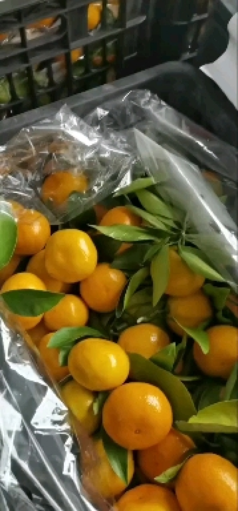 陕西城固高山，蜜桔大量上市果面干净，视频可以看货，货源充