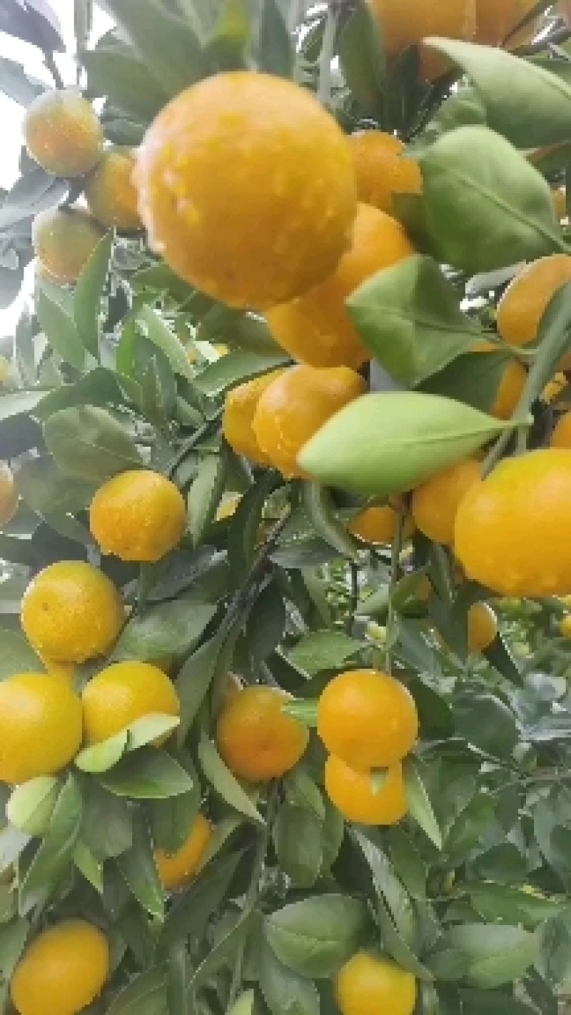 陕西城固高山，蜜桔大量上市果面干净，视频可以看货，货源充