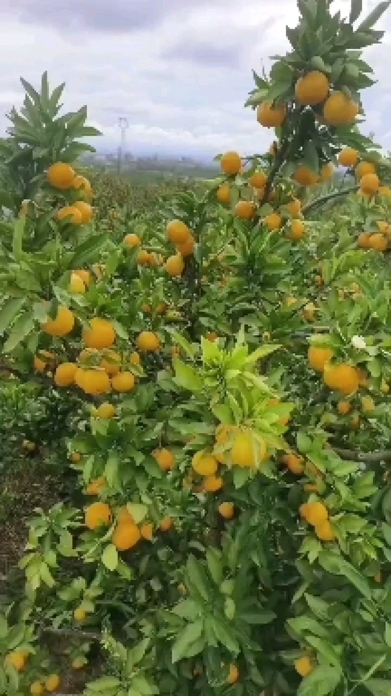 陕西城固高山，蜜桔大量上市果面干净，视频可以看货，货源充