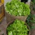 萝卜儿菜大头菜棒棒青菜莲花白大白菜