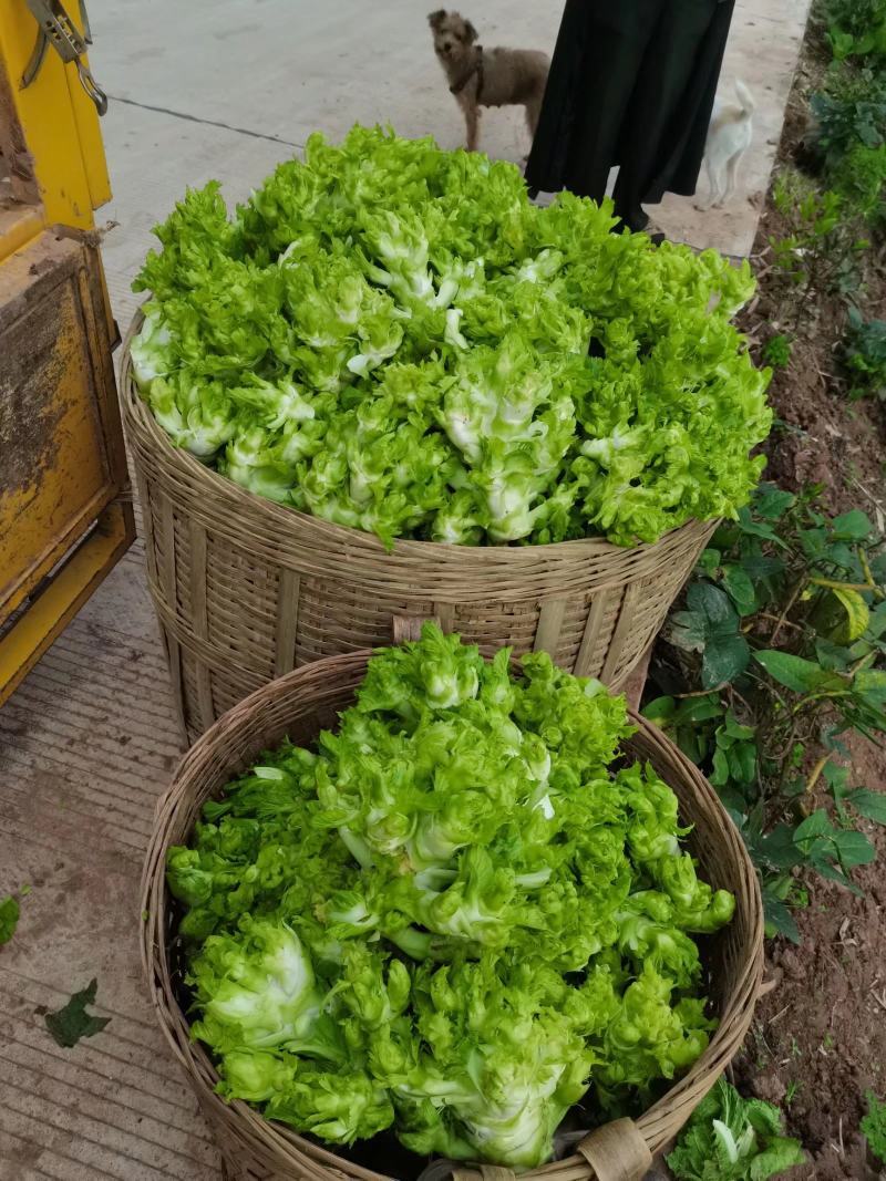萝卜儿菜大头菜棒棒青菜莲花白大白菜
