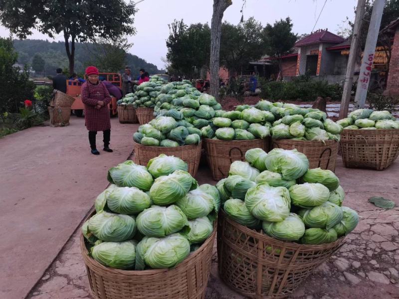 萝卜儿菜大头菜棒棒青菜莲花白大白菜