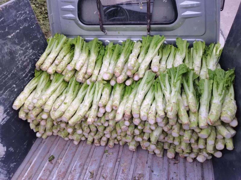 萝卜儿菜大头菜棒棒青菜莲花白大白菜