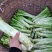 萝卜儿菜大头菜棒棒青菜莲花白大白菜
