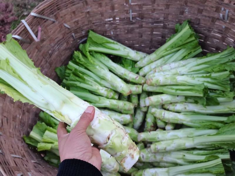萝卜儿菜大头菜棒棒青菜莲花白大白菜