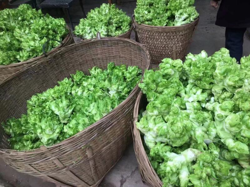 萝卜儿菜大头菜棒棒青菜莲花白大白菜