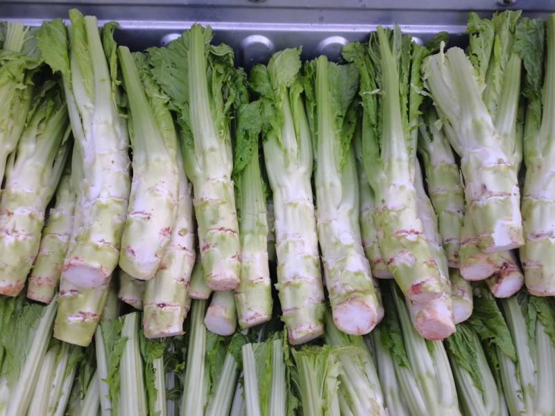 萝卜儿菜大头菜棒棒青菜莲花白大白菜