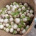 萝卜儿菜大头菜棒棒青菜莲花白大白菜