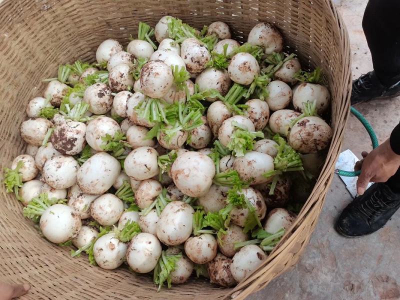 萝卜儿菜大头菜棒棒青菜莲花白大白菜