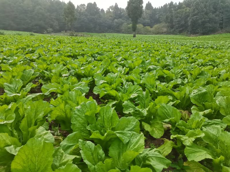 萝卜儿菜大头菜棒棒青菜莲花白大白菜
