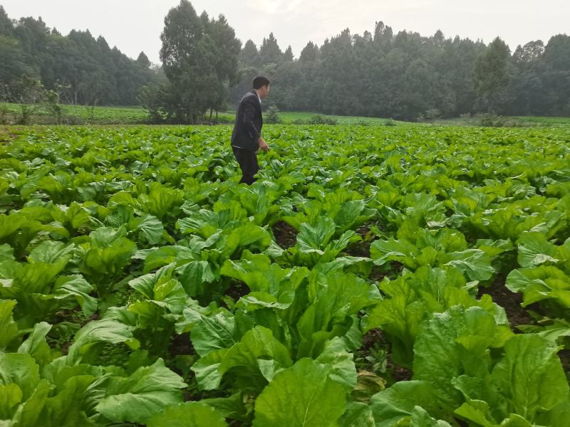 萝卜儿菜大头菜棒棒青菜莲花白大白菜