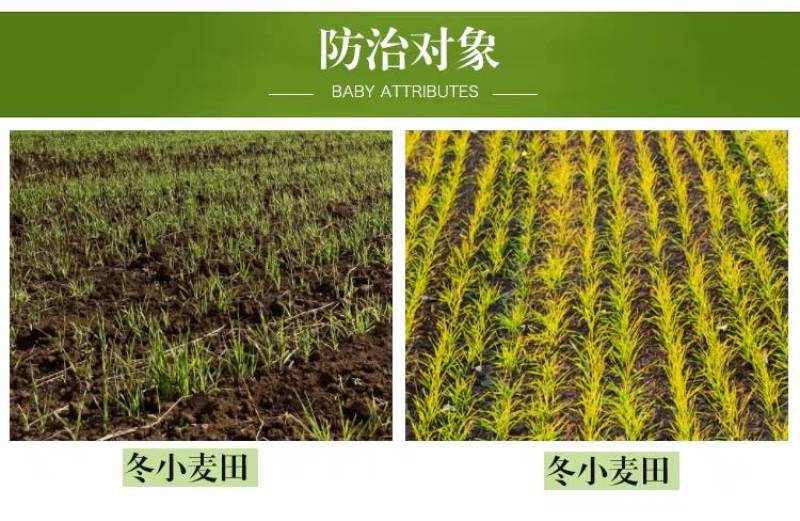 75%苯磺隆小麦苗后除草剂防除一年生阔叶杂草播娘篙荠菜