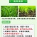 75%苯磺隆小麦苗后除草剂防除一年生阔叶杂草播娘篙荠菜