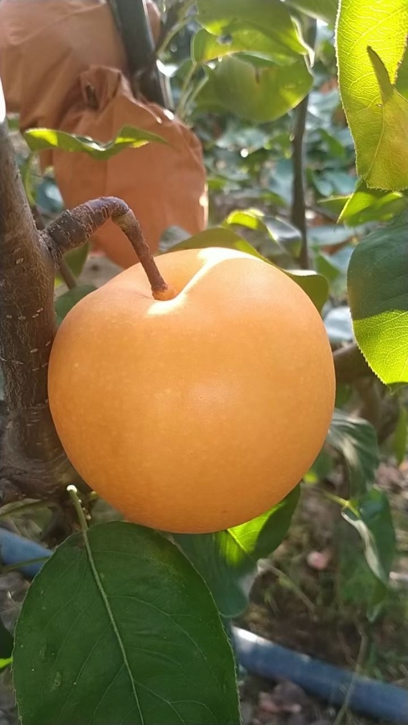 秋月梨大量出货
