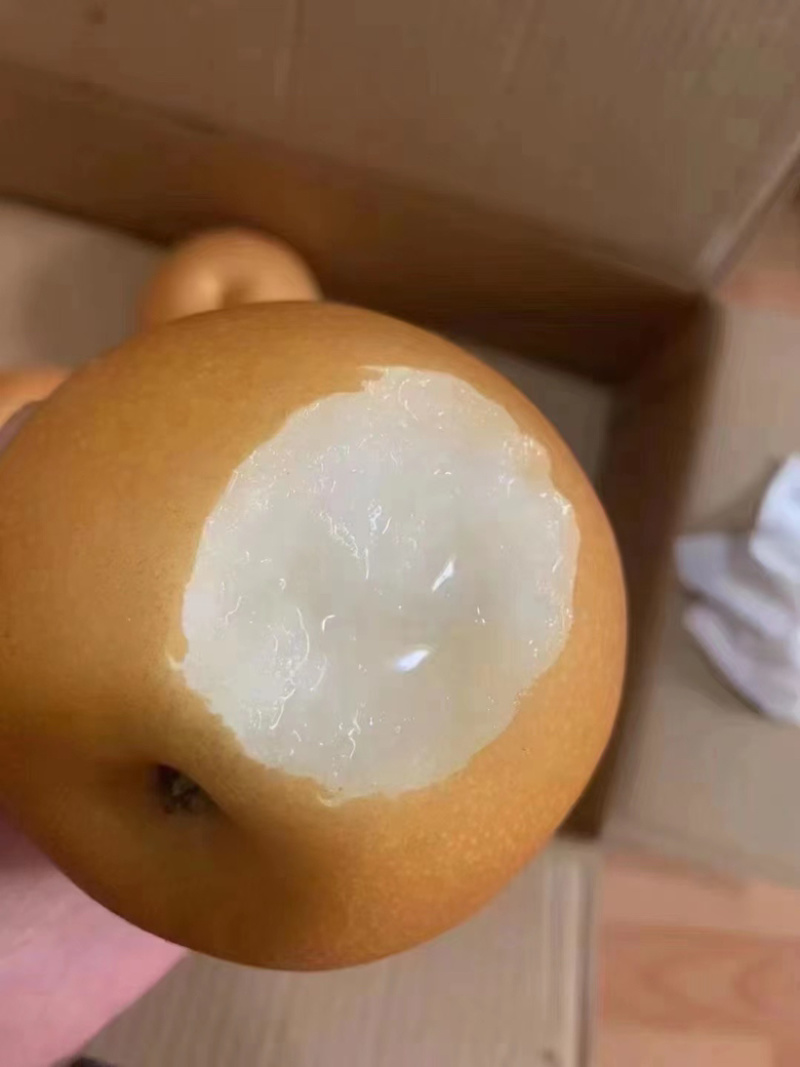秋月梨大量出货