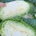 精品圆包菜甘蓝现摘现卖产地直发,量大从优