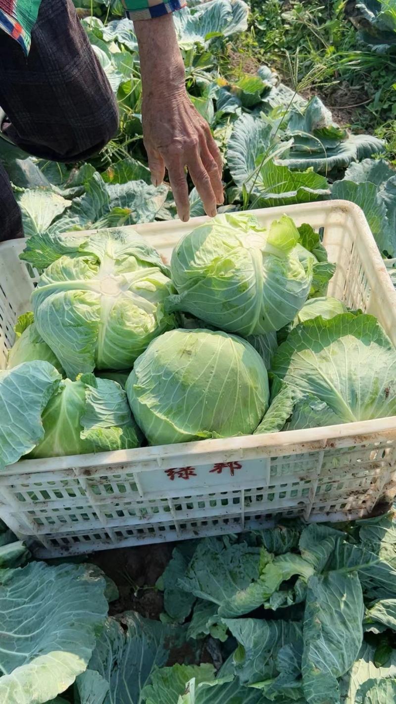 精品圆包菜甘蓝现摘现卖产地直发，量大从优