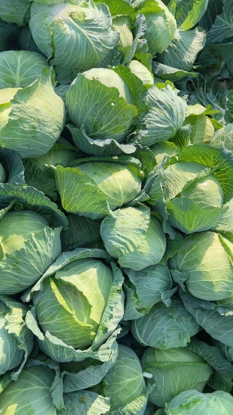 精品圆包菜甘蓝现摘现卖产地直发，量大从优