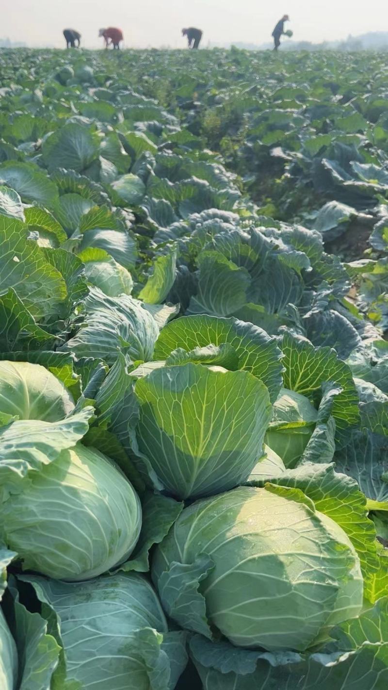 精品圆包菜甘蓝现摘现卖产地直发，量大从优