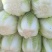 黄心白菜大量供应质优价廉欢迎各位客商光临选购