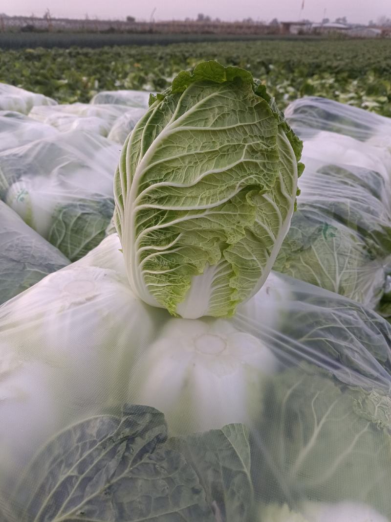 黄心白菜大量供应质优价廉欢迎各位客商光临选购
