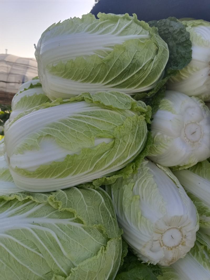 黄心白菜大量供应质优价廉欢迎各位客商光临选购