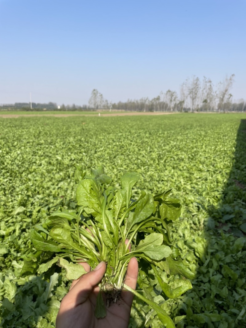 新鲜霜打荠菜冷冻荠菜都可看价格美丽