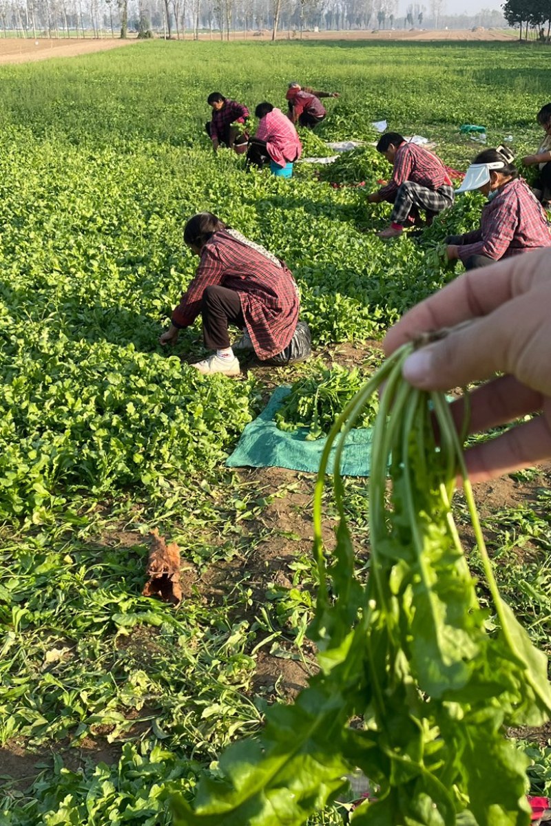 新鲜霜打荠菜冷冻荠菜都可看价格美丽