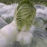 黄心白菜大量供应质优价廉欢迎各位客商光临选购