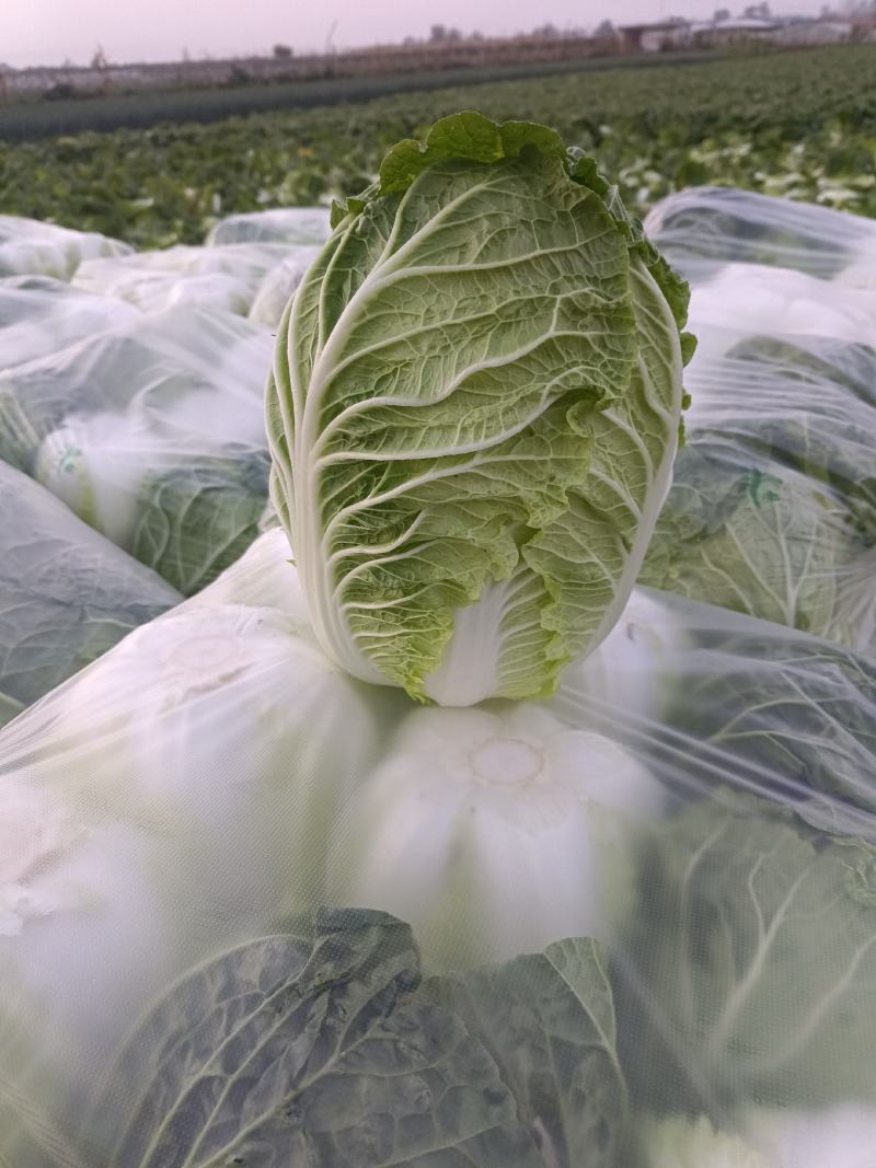 黄心白菜大量供应质优价廉欢迎各位客商光临选购