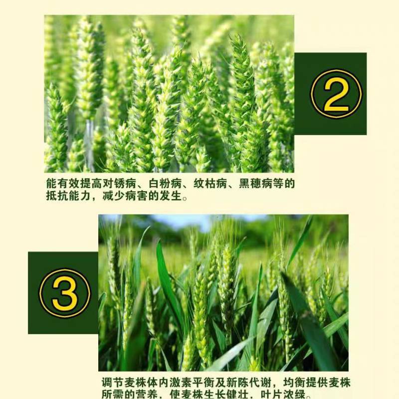 麦黄金小麦增产高产专用叶面肥壮苗促秆矮化植株促反青抗倒伏