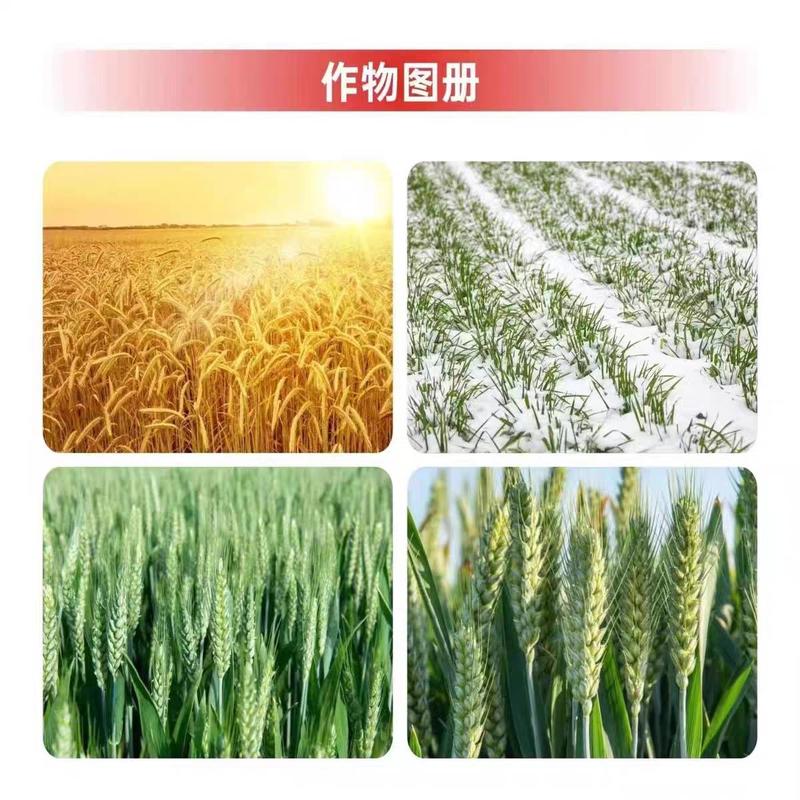 麦黄金小麦增产高产专用叶面肥壮苗促秆矮化植株促反青抗倒伏