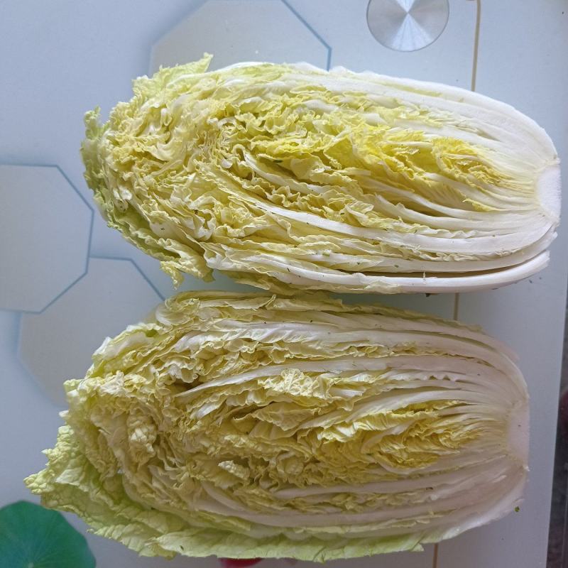 黄心白菜大量供应质优价廉欢迎各位客商光临选购