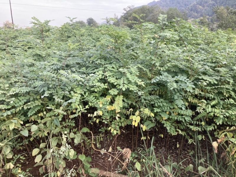 刺槐苗