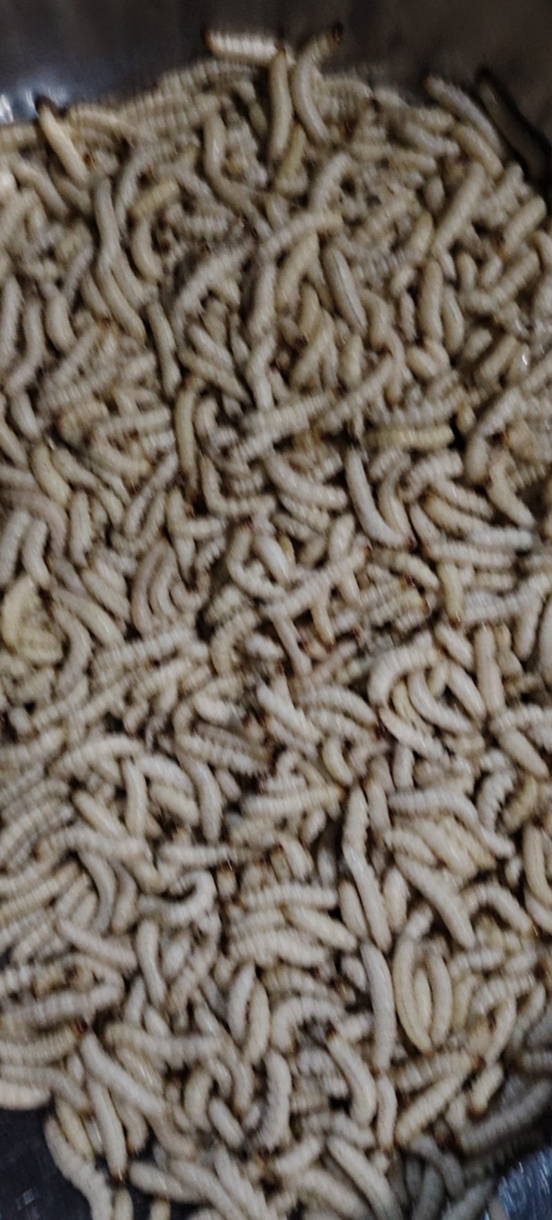 竹虫