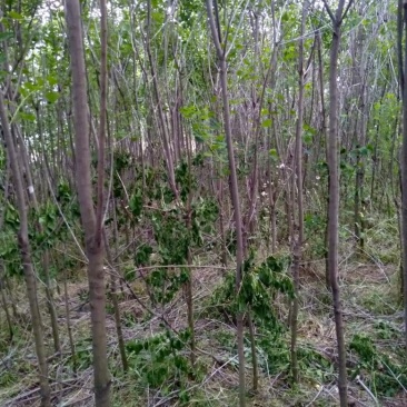 乌桕树苗