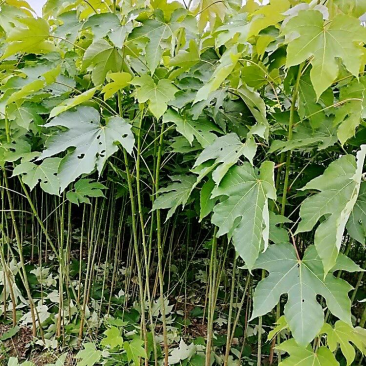 油桐实生苗