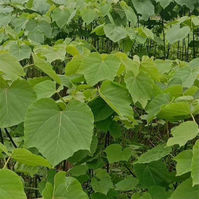 油桐实生苗