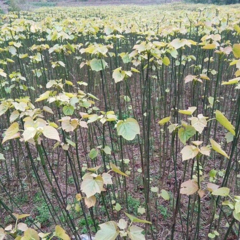 油桐实生苗