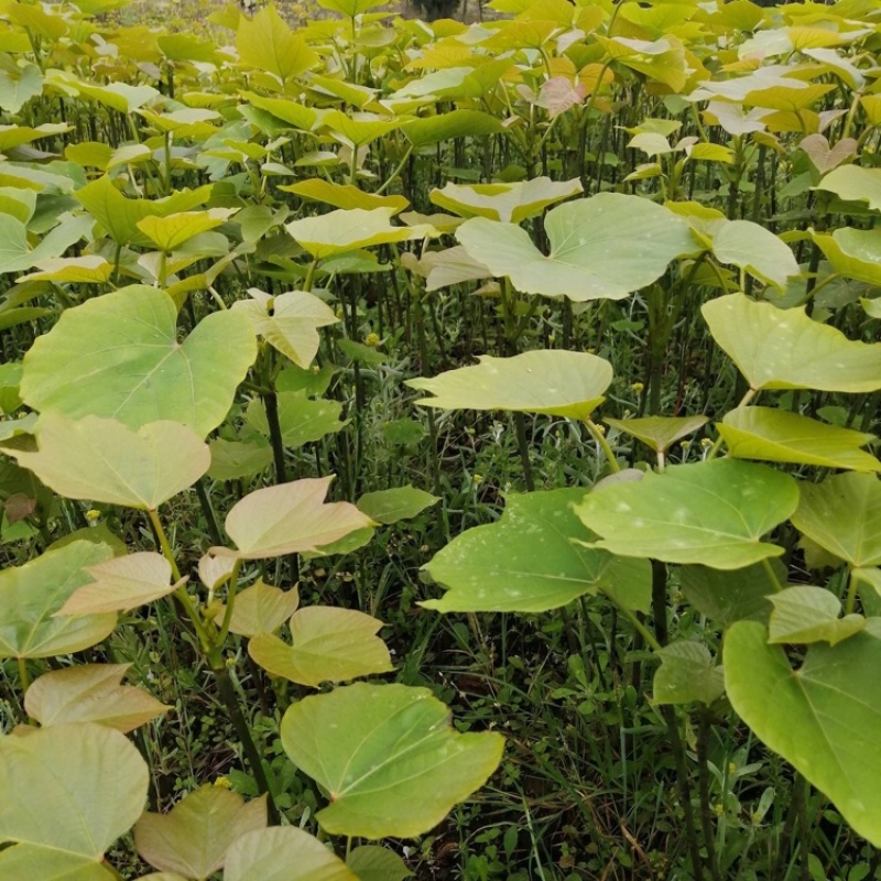 油桐实生苗