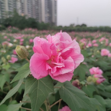2311苗圃供应重瓣木芙蓉花丛生美植袋苗落叶花灌