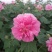 2311苗圃供应重瓣木芙蓉花丛生美植袋苗落叶花灌