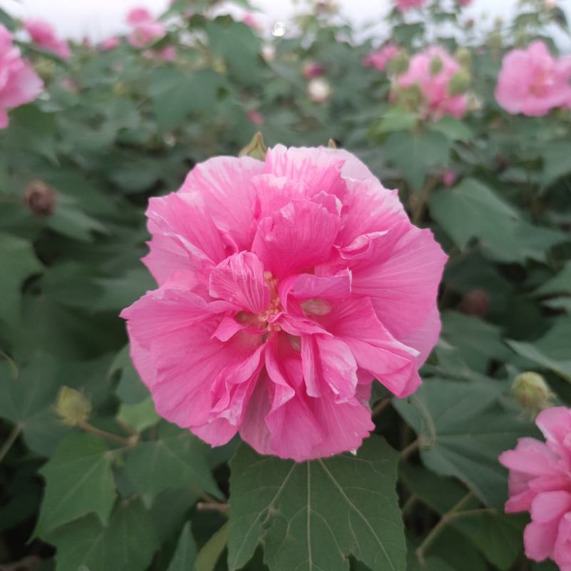 2311苗圃供应重瓣木芙蓉花丛生美植袋苗落叶花灌