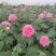 2311苗圃供应重瓣木芙蓉花丛生美植袋苗落叶花灌