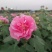 2311苗圃供应重瓣木芙蓉花丛生美植袋苗落叶花灌