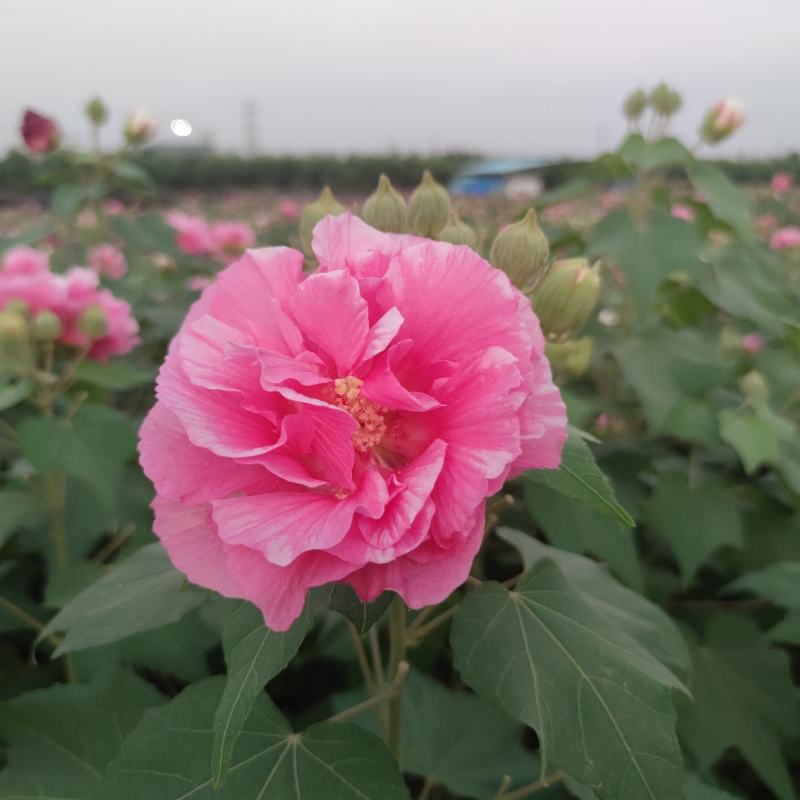 2311苗圃供应重瓣木芙蓉花丛生美植袋苗落叶花灌