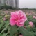 2311苗圃供应重瓣木芙蓉花丛生美植袋苗落叶花灌